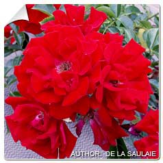 Roseira 'Mainaufeuer'